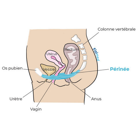 Où est le périnée ?