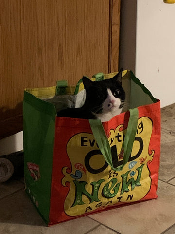A tuxedo cat, Wednesday, peeking out from above a reusable shopping bag