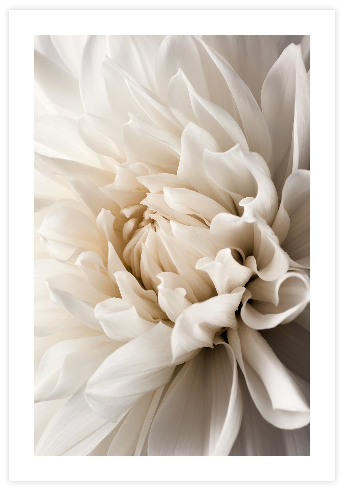 Dahlia Poster