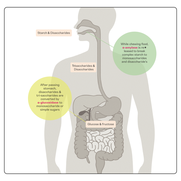 Digestion System