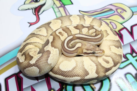 Pet Spotlight, Ball Python Snakes