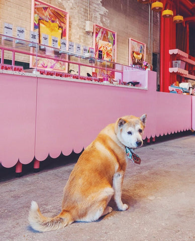 Ms. Lou the Dog at the Midtown Detroit Bon Bon Bon Shop