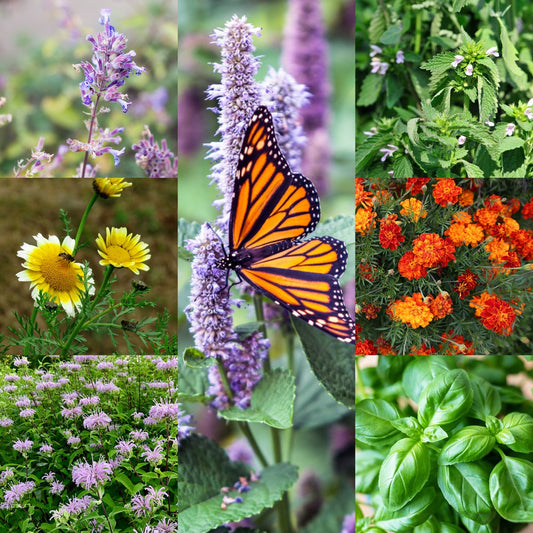 Edible Flower Blend, Wildflower Seed | Edible Flowers