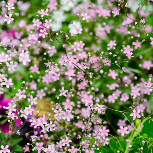 New for 2021: Prairie Baby's Breath – Beaux Arbres Plantes