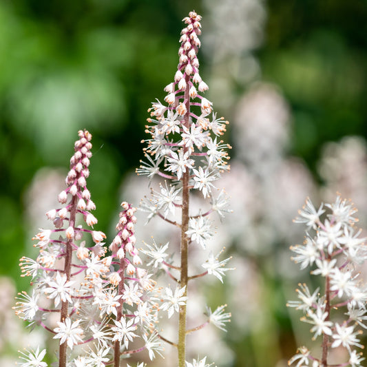 Foam Flower, Tiarella Cordifolia - Bag of 3