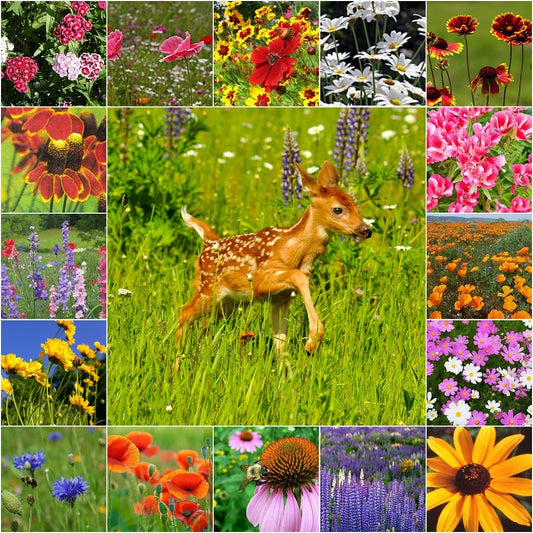 are wild flower from seed packs safe for dogs