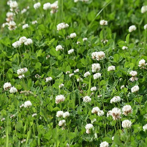 200+ Lucky Clover Flower Seeds Meadow Fields Creeping Plants Rare Wild Grass