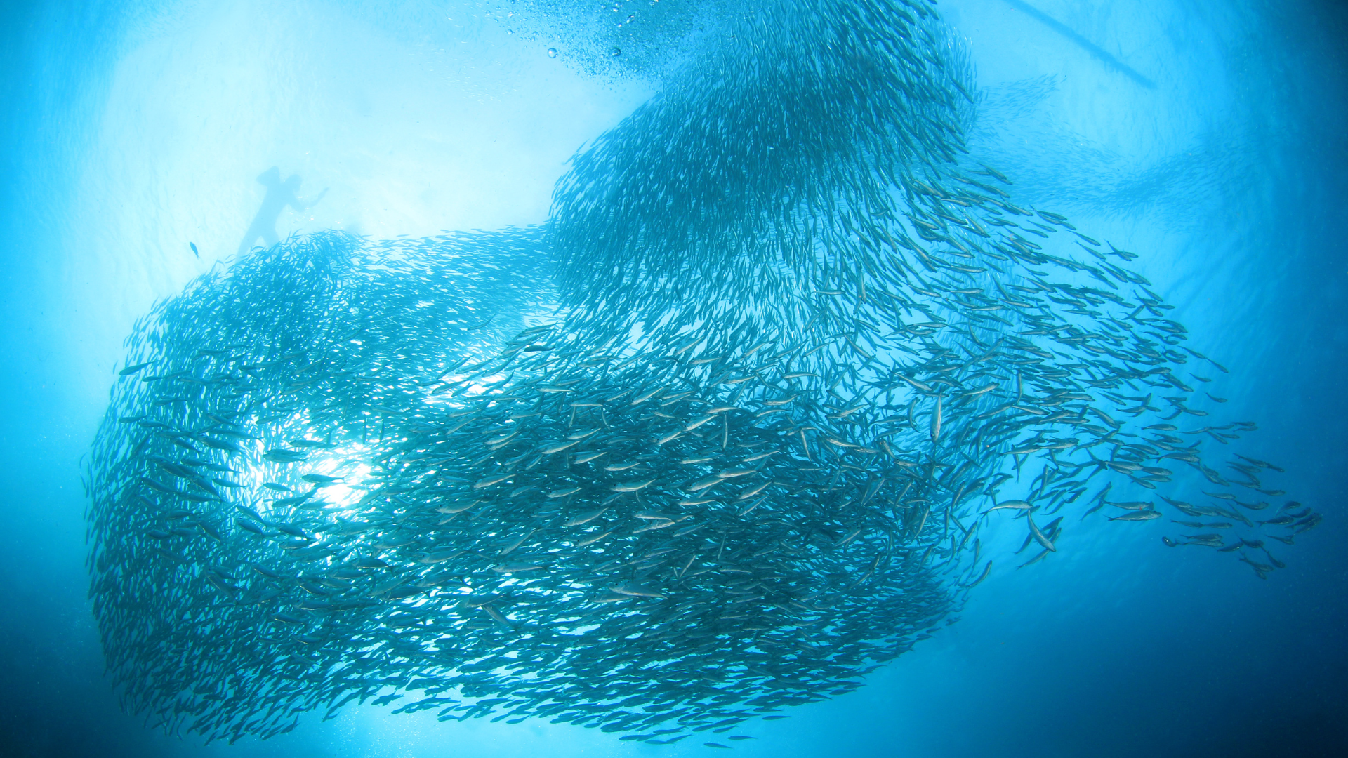 School of Sardine Fish