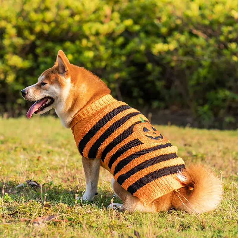 Teddy Warm Leisure Sweater Pet Costume