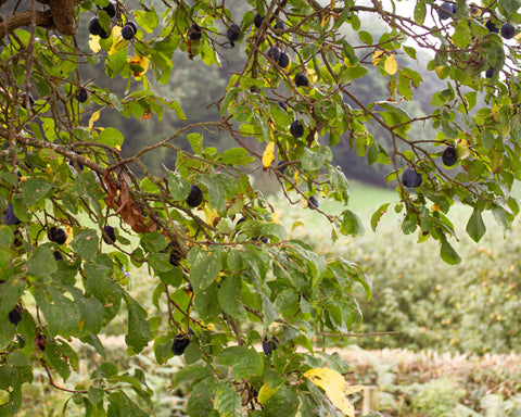 damson fruit spirit, damsons hanging in a tree
