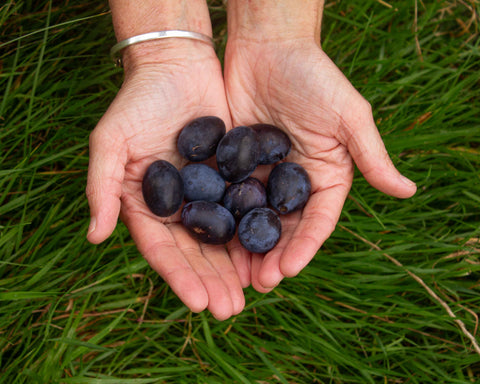 Damson fruit spirit, damsons in hand