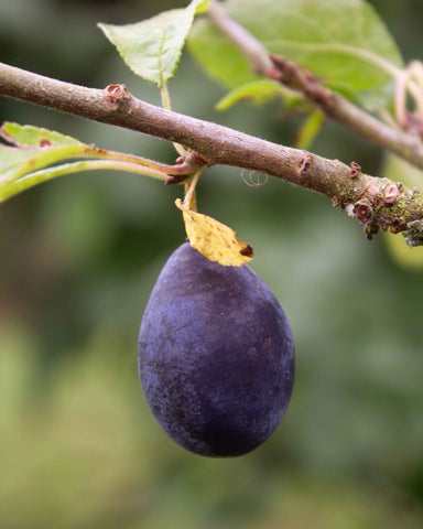 damson fruit liqueur, fruit spirit, damson liqueur, best vodka uk, best flavoured vodkas