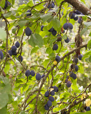 damson fruit liqueur, fruit spirit, damson liqueur, best vodka uk, best flavoured vodkas