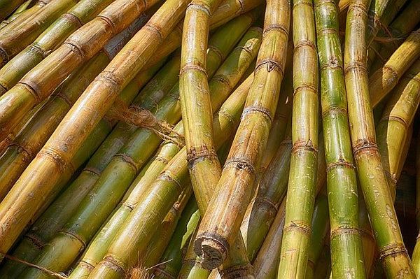 Harvested sugar canes