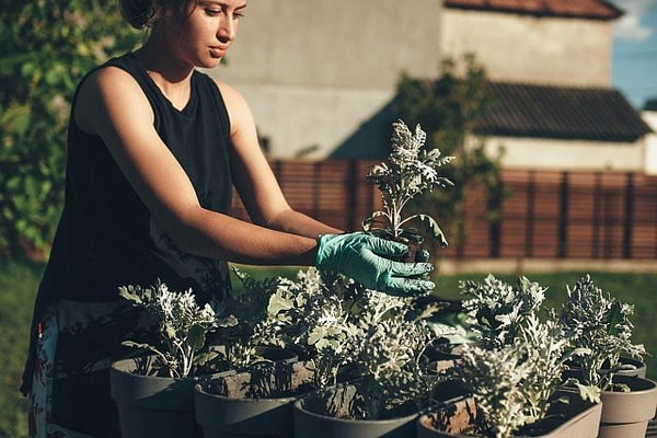 4. Pregnant woman potting plants