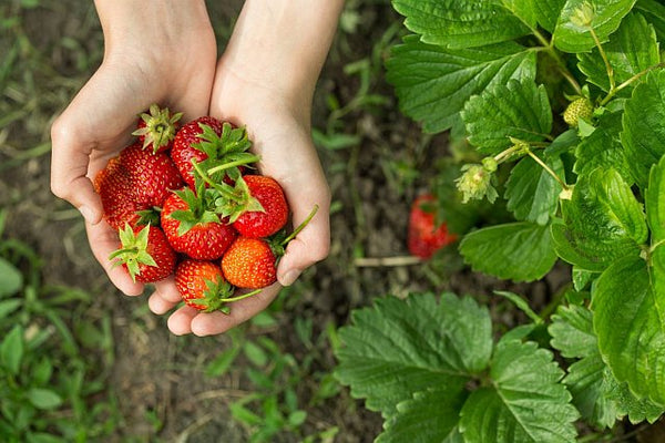 6. Home grown strawberries