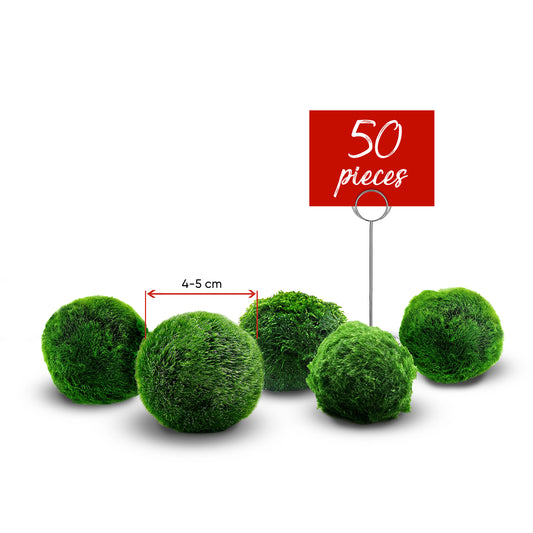 Marimo Moss Balls - 5 pieces -Chladoflora Aegagropila 