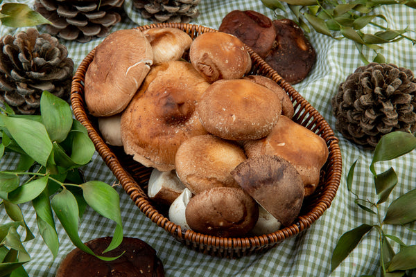 what-to-pick-mushrooms-recipe-for-successful-mushroom-picking