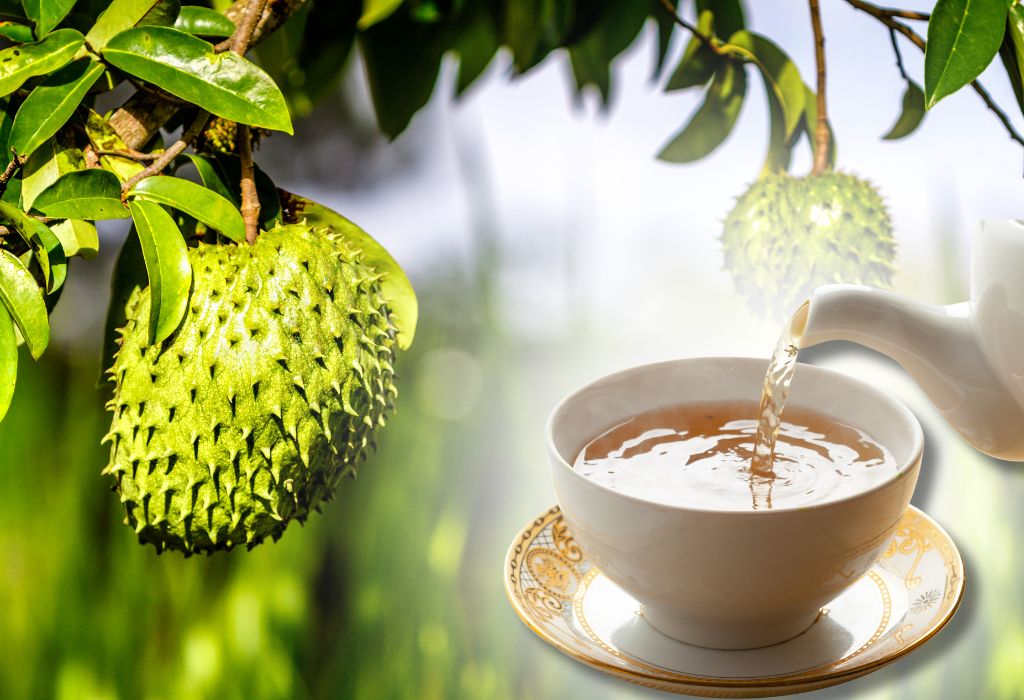 Soursop leaves tea is an herbal beverage