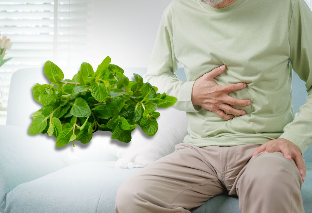 the way spearmint benefits for stomach and digestion