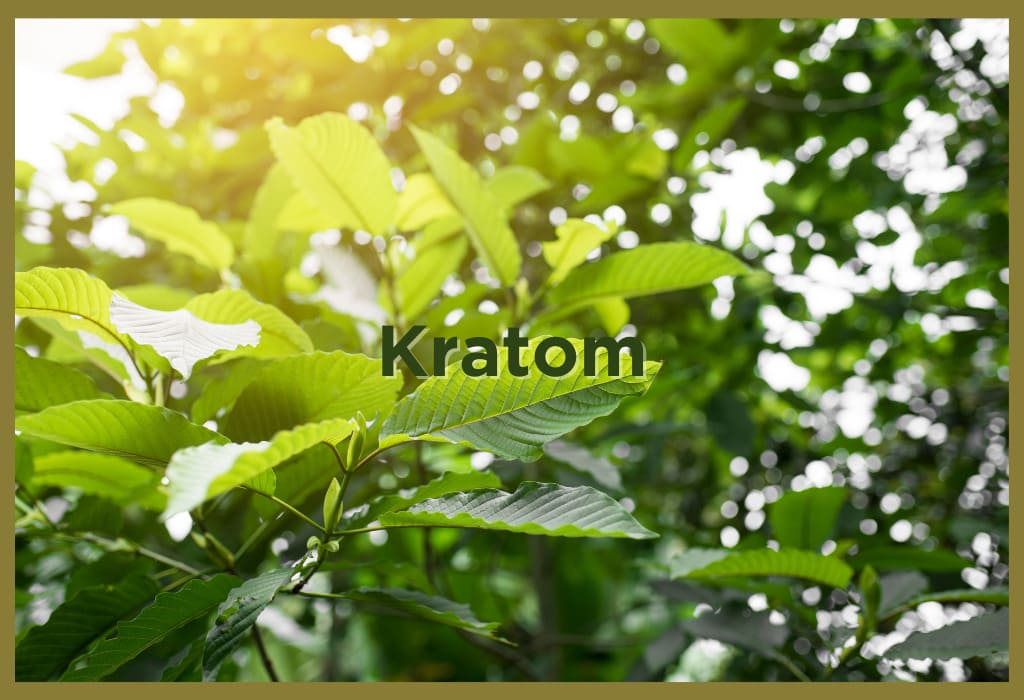 kratom leaves