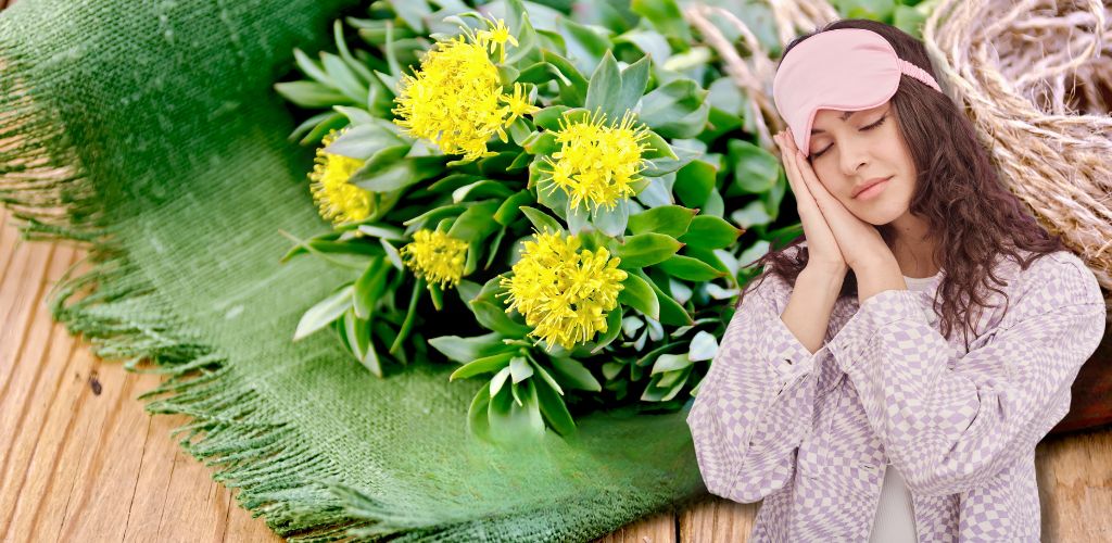 taking rhodiola before bed may improve sleep quality