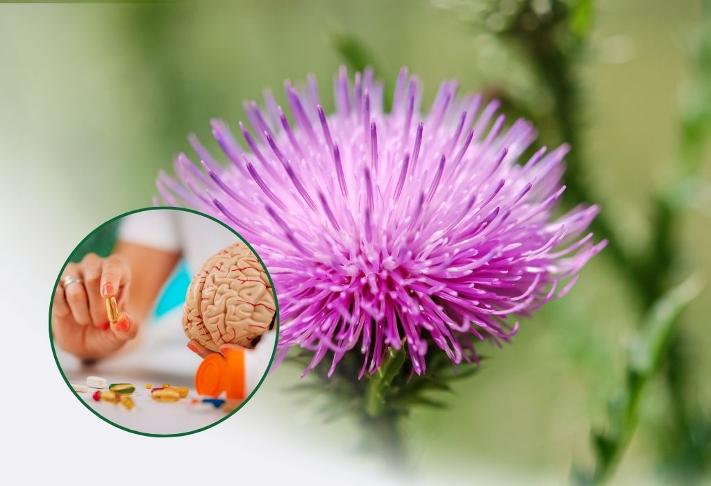 milk thistle may Prevent Age-Related Cognitive Decline