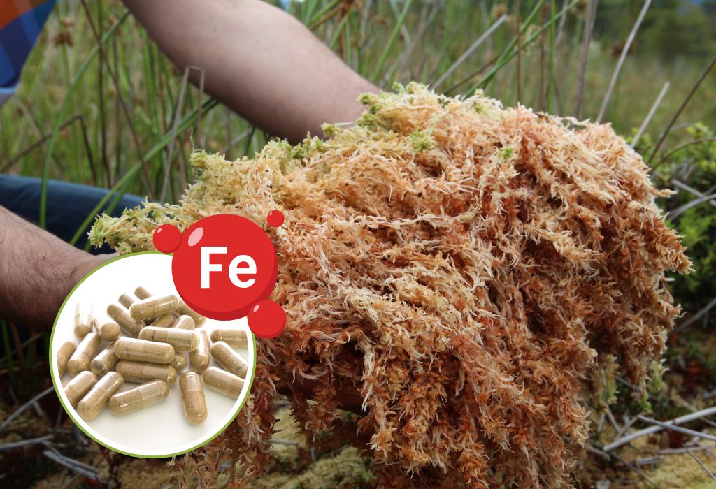 The Benefits Of Sea Moss For Sexual Health