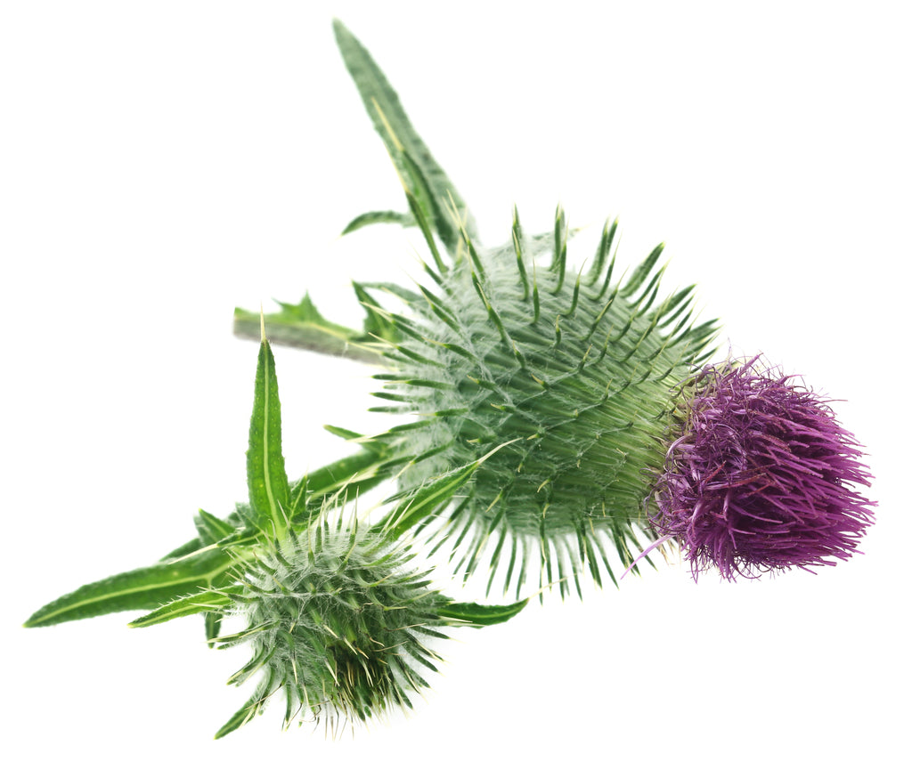 milk thistle