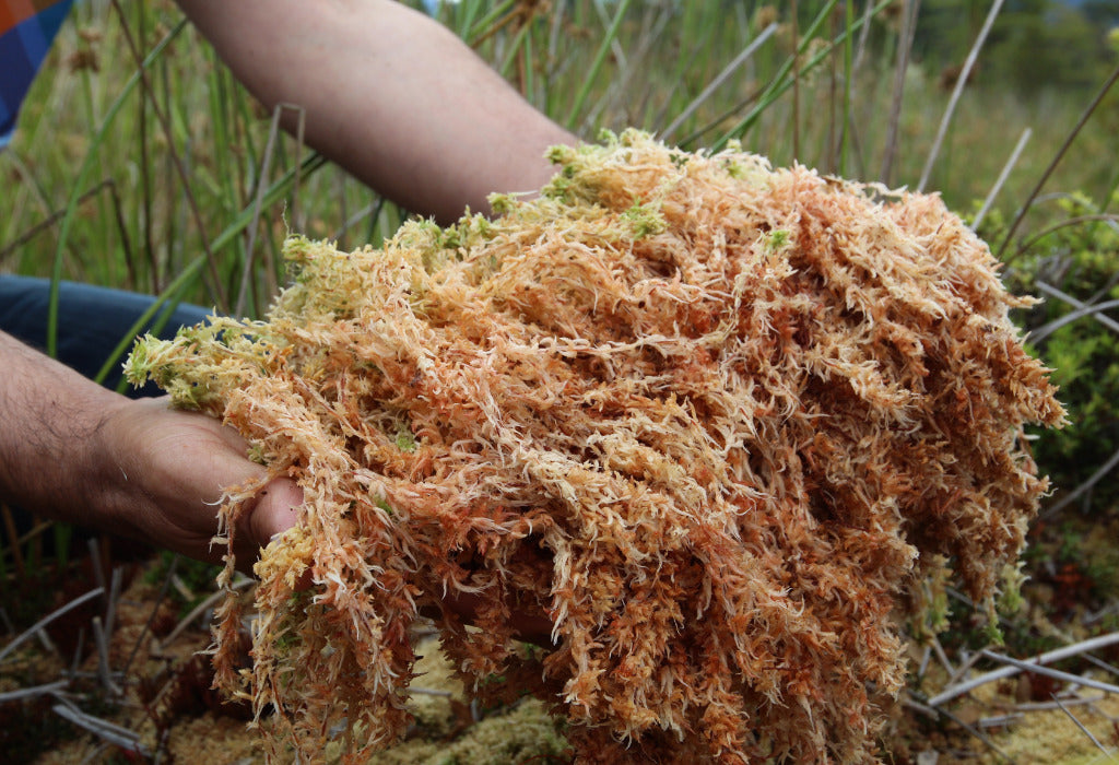 Raw sea moss has a strong and natural taste that is often considered earthy, salty, and reminiscent of the ocean.