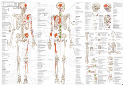 EA1 anatomy of the musculoskeletal system poster