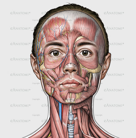 Anatomisk illustration av de kvinnliga ansiktsmusklerna eAnatomy
