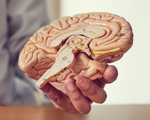 Hjernemodel fra eAnatomi