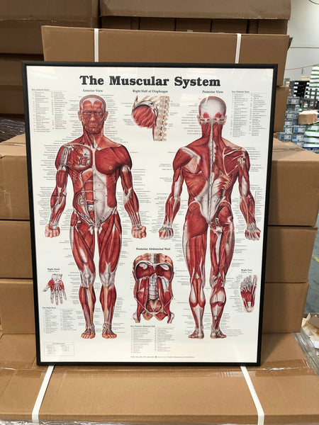 klassisk muskelaffisch från anatomical chart company