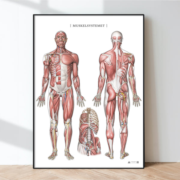 Anatomic Aesthetics plakater