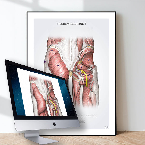 Digitale anatomiske illustrationer fra eAnatomi