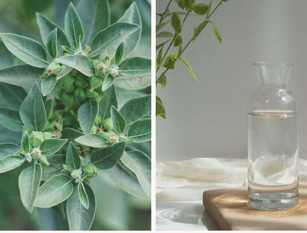 Ashwaghanda Pflanze und eine Karaffe mit Wasser auf einem Tisch