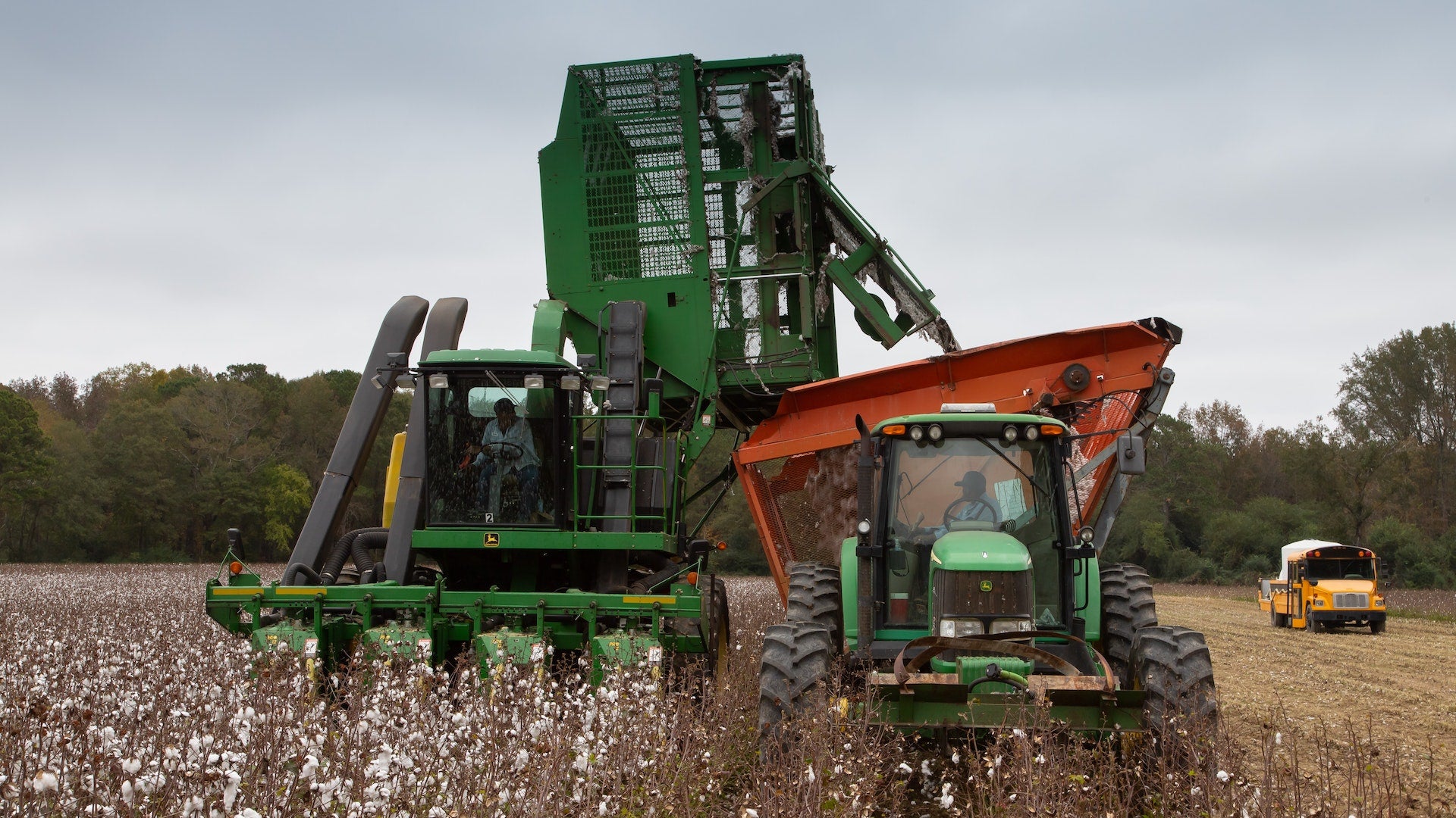 Ernte von konventioneller (nicht bio) Baumwolle von einer Erntemaschine