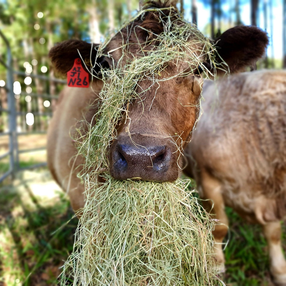 Close up of one of MarcelienaÕs beautiful cows munching on Ð and wearing Ð some hay