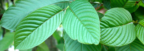 kratom leaves close up