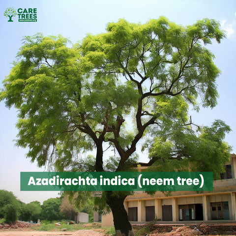 Azadirachta indica (neem tree)