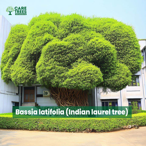 Bassia latifolia (Indian laurel tree)