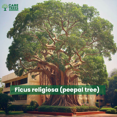 Ficus religiosa (peepal tree)