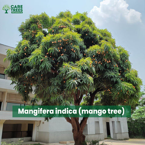 Mangifera indica (mango tree)