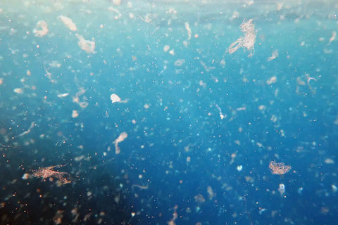 マイクロプラスチック汚染が広がる世界