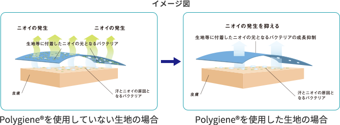 ポリジンを使用していない生地とポリジンを使用した生地の比較