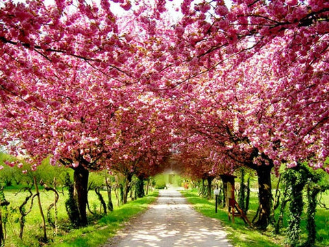 Cherry Blossoms Brooklyn Botanical Gargen