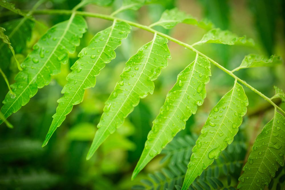 Neem leaves