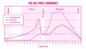 menstrual cycle