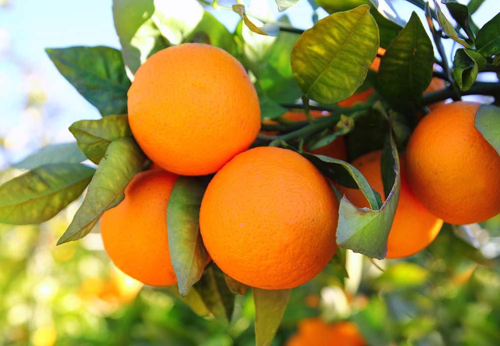 Oranges in skincare